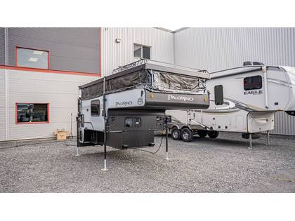 Palomino Palomino 2026